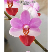 Phal. Jiaho Cherry × Lobbii