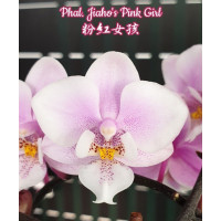 Phal. Jiahos Pink Girl 1,7