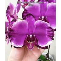 Phal. Jincheng Pink Leopard
