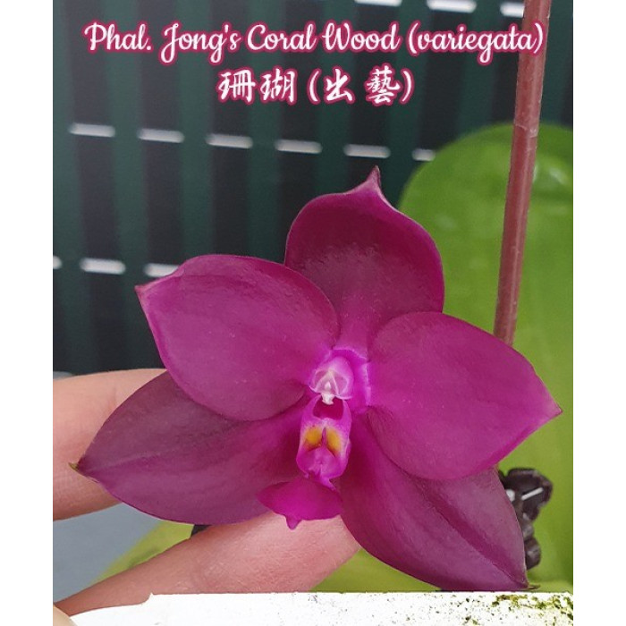 Фаленопсис Джонгс Корал Вуд (Jongs Coral Wood)