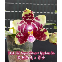 Phal. KS Super Zebra × Yaphon Sir