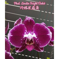 Phal. Lioulin Bright Violet