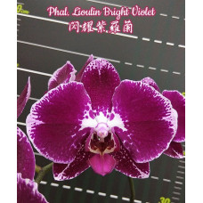 Phal. Lioulin Bright Violet