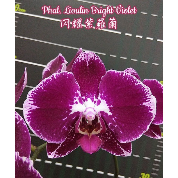 Фаленопсис Льюілін Брайт Вайлет (Lioulin Bright Violet)