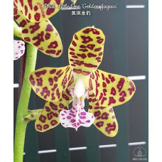 Phal. Little One Golden Jaguar Phal. Little One Golden Jaguar