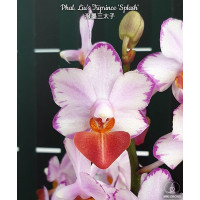 Phal. Lius Triprince Splash