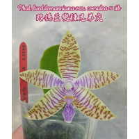 Phal. Lueddemanniana var. coerulea x sib