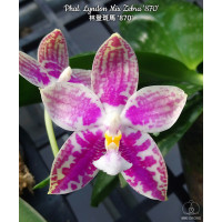 Phal. Lyndon Mix Zebra 870