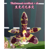 Phal. Mannii Black x sib