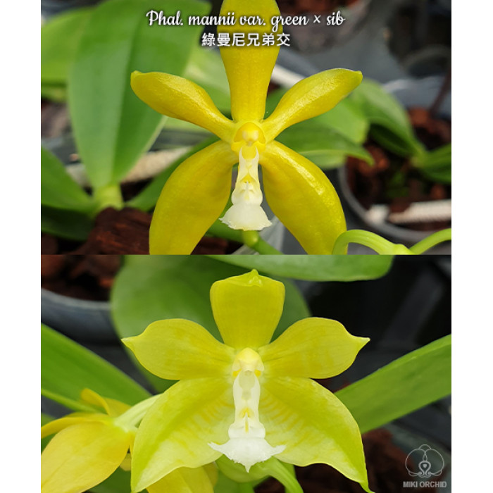 Фаленопсис (Mannii var. Green × sib)