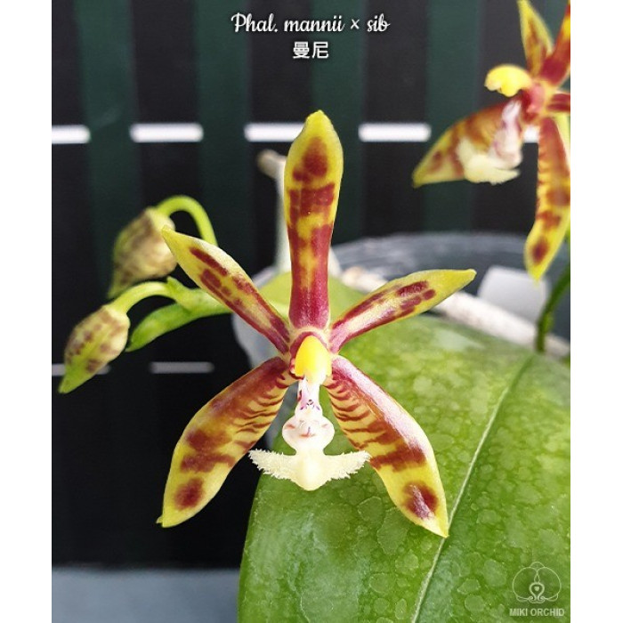 Фаленопсис (Mannii × sib)