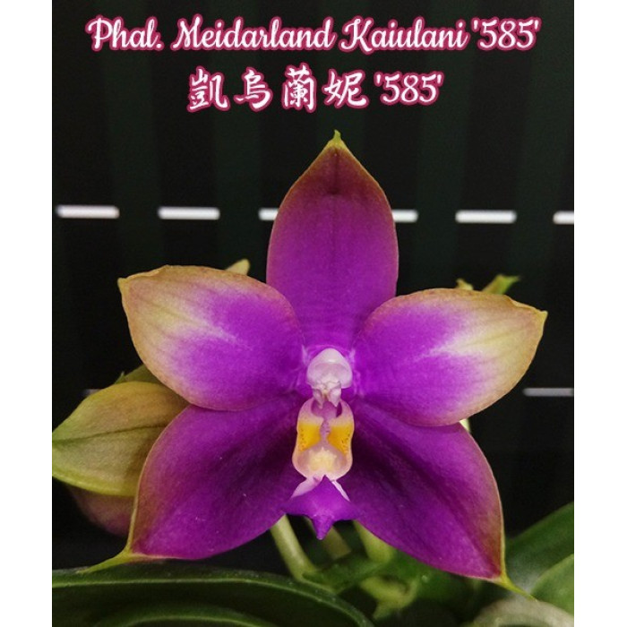 Фаленопсис Мейдарленд Каюлани 585 (Meidarland Kaiulani 585)