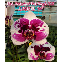 Phal. Meidarland Pink Magpie 907