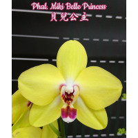 Phal. Miki Belle Princess