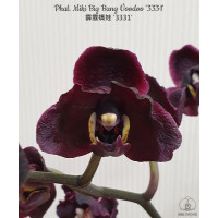 Phal. Miki Big Bang Voodoo 3331