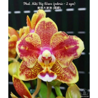 Phal. Miki Big Wave метелик