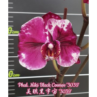 Phal. Miki Black Cosmos 3039