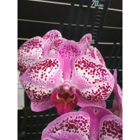 Phal. Miki Black Swan 67