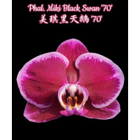 Phal. Miki Black Swan 70