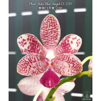 Phal. Miki Blue Angel C1 239 Phal. Miki Blue Angel C1 239