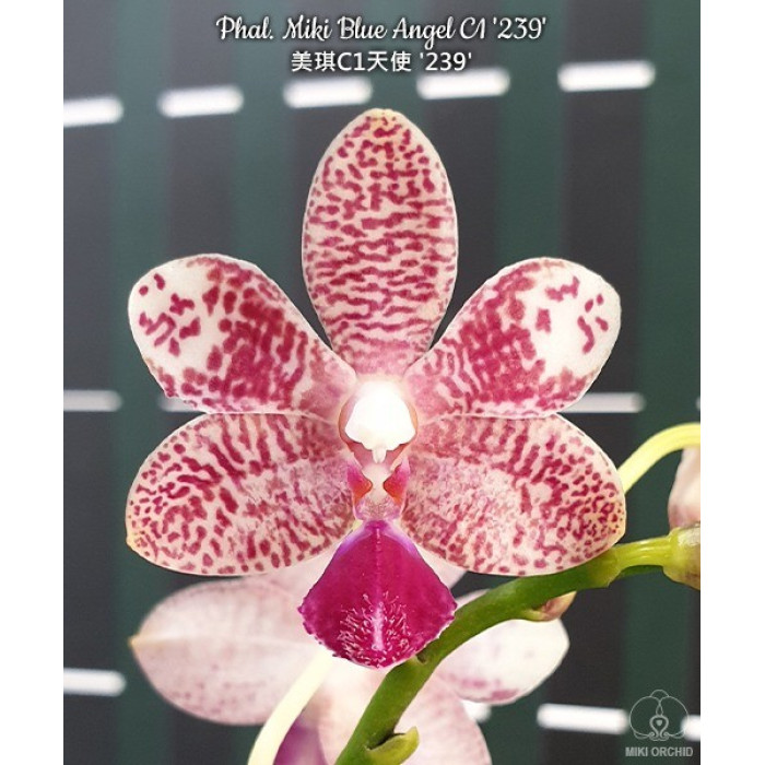 Фаленопсис Мики Блу Энджел С1 239 (Miki Blue Angel C1 239) Фаленопсис Мики Блу Энджел С1 239 (Miki Blue Angel C1 239)