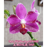 Phal. Miki Blue Angel C1 3142