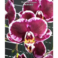 Phal. Miki Brownie