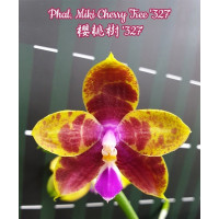 Phal. Miki Cherry Tree 327