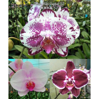 Phal. Miki Crystal 52
