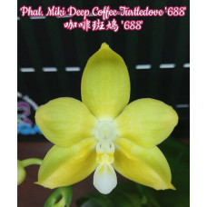 Phal. Miki Deep Coffee Turtledove 688
