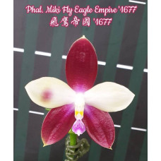 Phal. Miki Fly Eagle Empire 1677