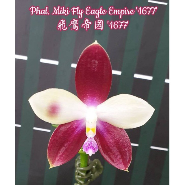 Фаленопсис Мики Флай Игл Эмпаер 1677 (Miki Fly Eagle Empire 1677)