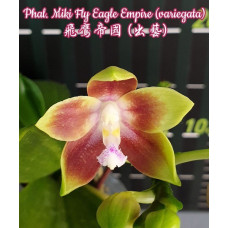 Phal. Miki Fly Eagle Empire