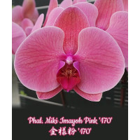Phal. Miki Imayoh Pink 170