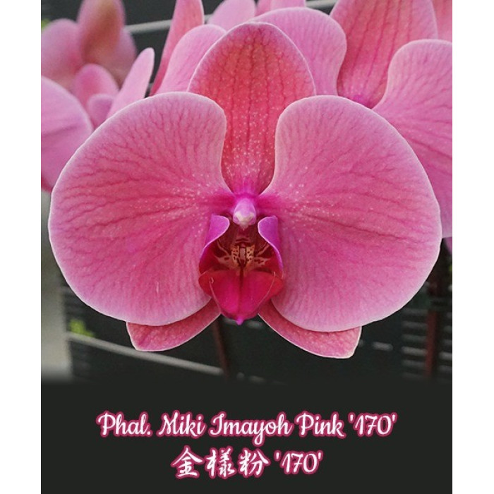 Фаленопсис Мики Эмейох Пинк 170 (Miki Imayoh Pink 170)
