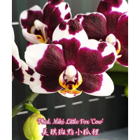 Phal. Miki Little Fox Cow