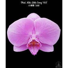 Phal. Miki Little Song 168