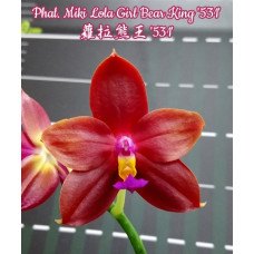 Phal. Miki Lola Girl Bear King 531