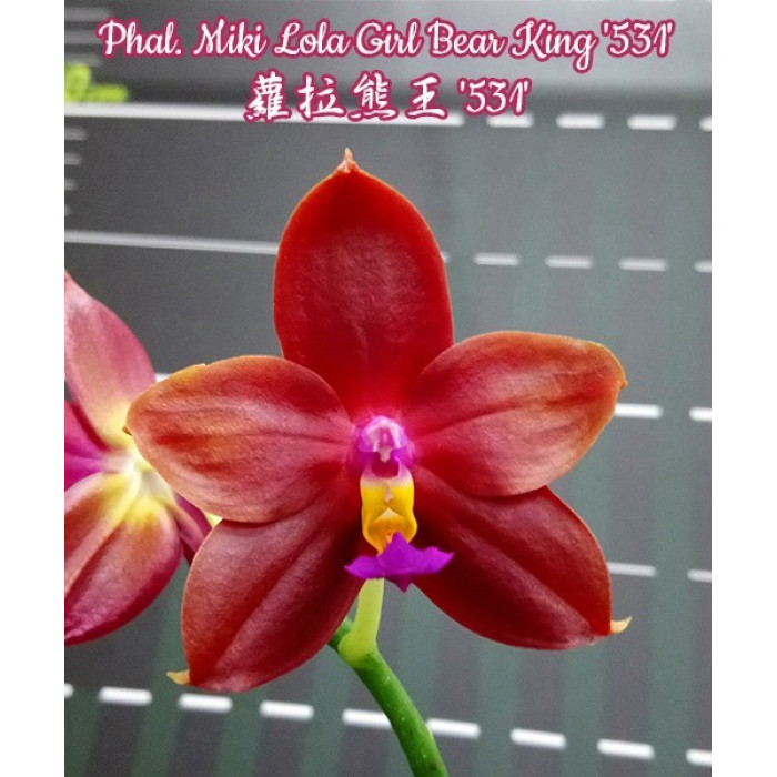 Фаленопсис Мики Лола Гёрл Бир Кинг 531 (Miki Lola Girl Bear King 531)