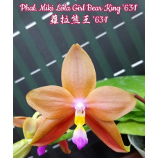 Phal. Miki Lola Girl Bear King 631