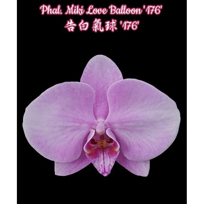Фаленопсис Мики Лав Баллон 176 (Miki Love Balloon 176)