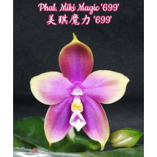 Phal. Miki Magic 699