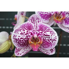 Phal. Miki Painted Face 78