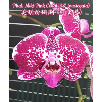 Phal. Miki Pink Coral 98