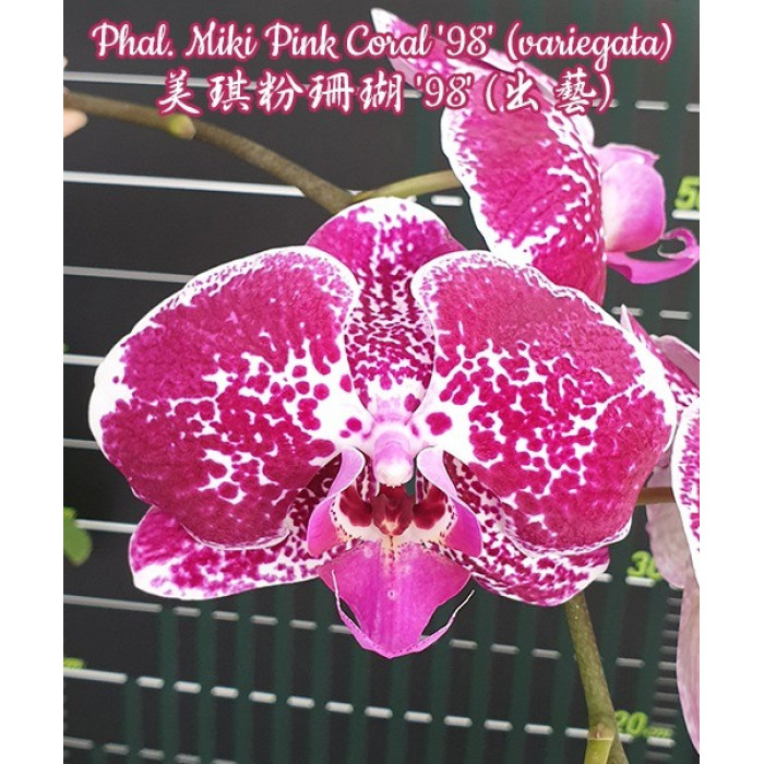 Фаленопсис Мики Пинк Корал 98 (Miki Pink Coral 98)