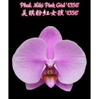 Phal. Miki Pink Girl 1356