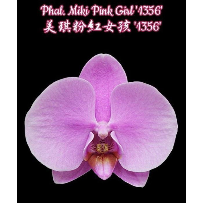 Фаленопсис Мики Пинк Гёрл 1356 (Miki Pink Girl 1356)