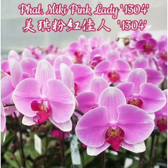 Фаленопсис Мики Пинк Леди 1304 (Miki Pink Lady 1304)