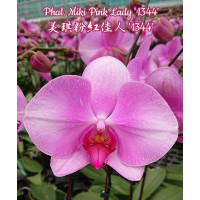 Phal. Miki Pink Lady 1344