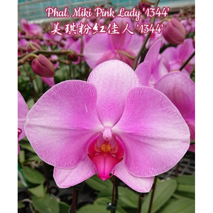 Фаленопсис Мики Пинк Леди 1344 (Miki Pink Lady 1344)